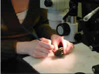Microscope