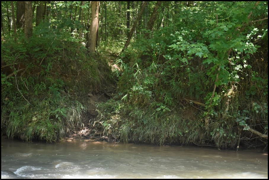 Erosion gully along the right bank next to site 44PY0529 looking south. Photo by Dwayne Pickett, Hurt & Proffitt.