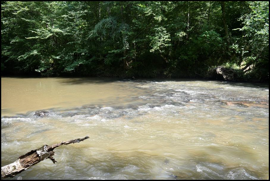44PY0529, fish weir, looking north. Photo by Dwayne Pickett, Hurt & Proffitt.
