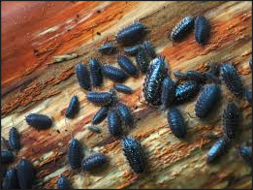 Pill bugs