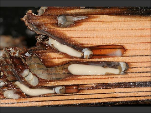 Teredo navalis