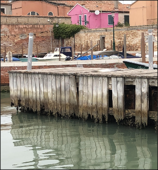 Teredo damage to dock