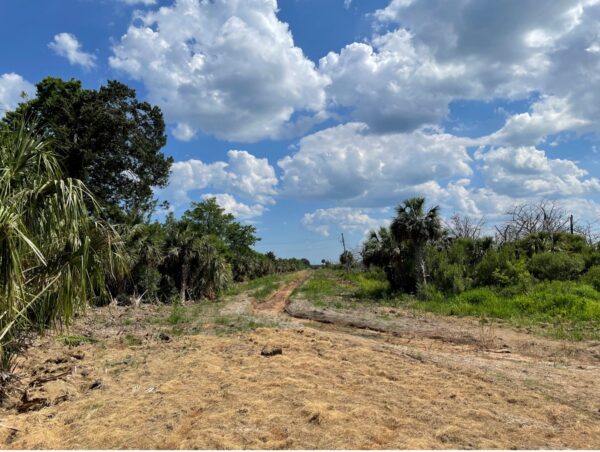 Same ditch as in Image 6. Now the mud is replaced with new vegetation and straw where the vegetation hasn’t grown yet.